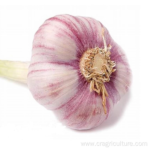 Wholesale Garlic Cultivars In Bulk